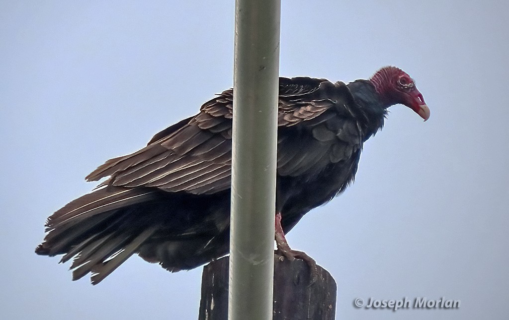 Turkey Vulture - ML618913321