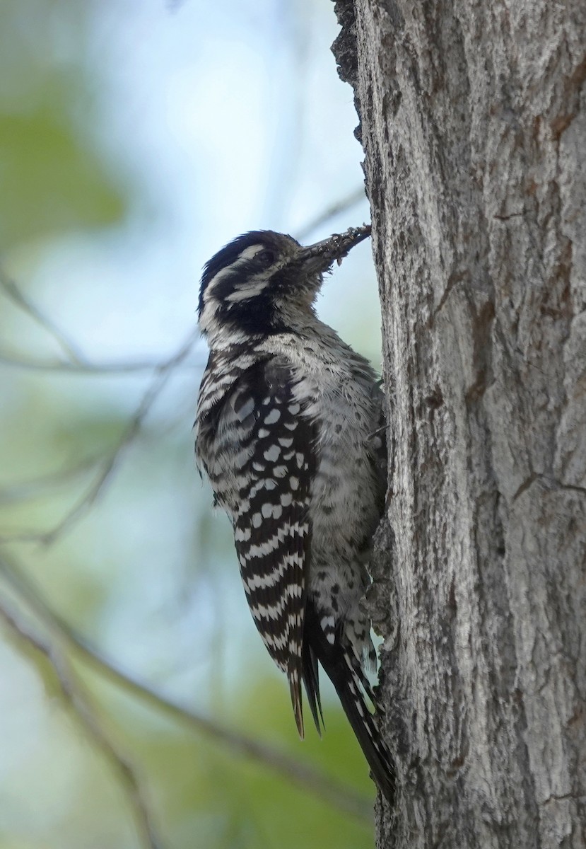 Ladder-backed Woodpecker - Cheryl Carlile