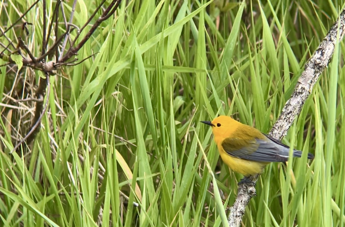 Prothonotary Warbler - ML618913334