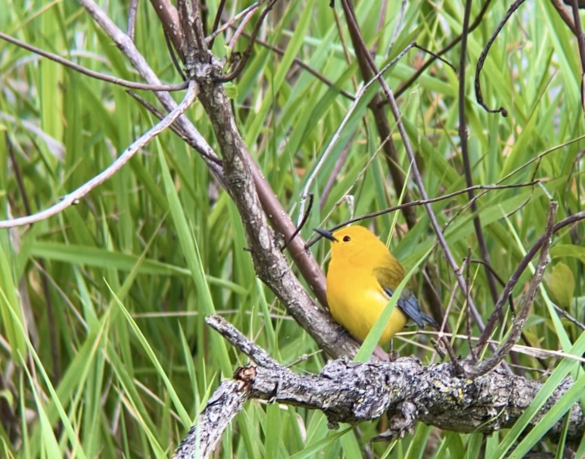 Prothonotary Warbler - ML618913335