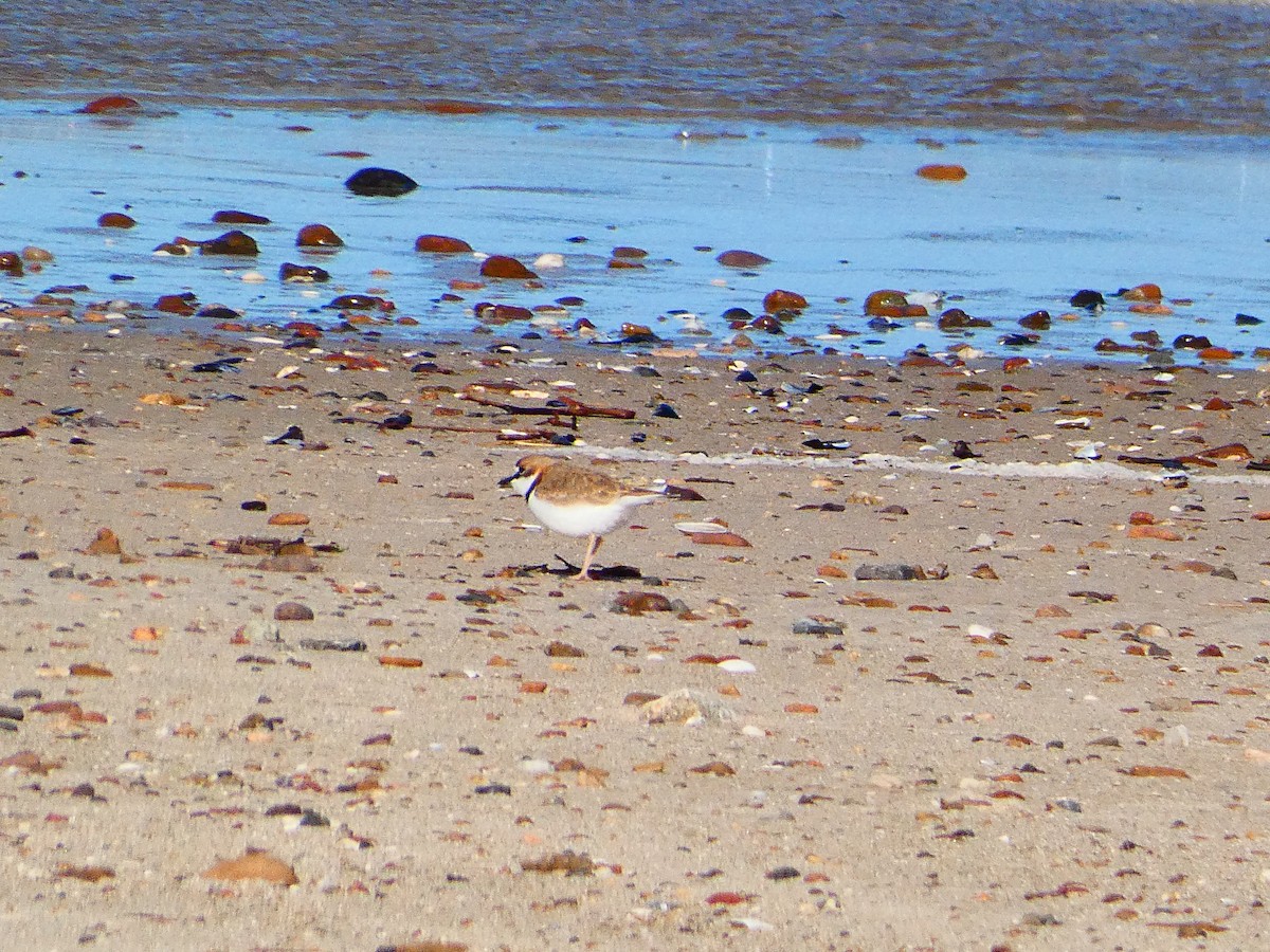 Collared Plover - ML618913392