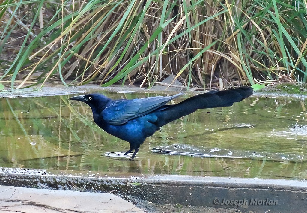 Great-tailed Grackle - ML618913410