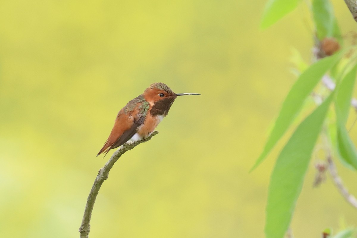Rufous/Allen's Hummingbird - ML618913414