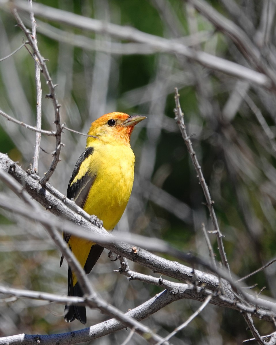 Western Tanager - ML618913432