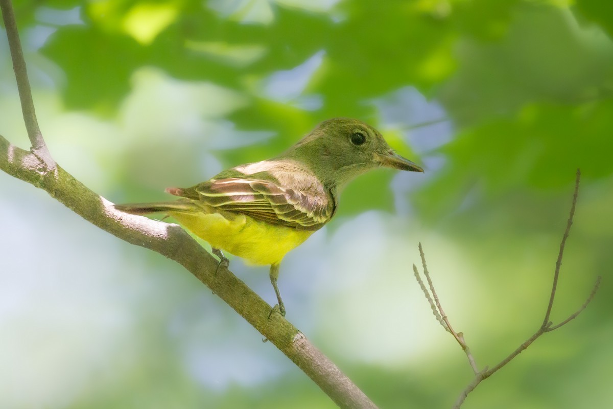 Great Crested Flycatcher - ML618913460