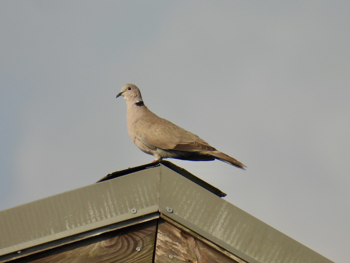 Eurasian Collared-Dove - ML618913587