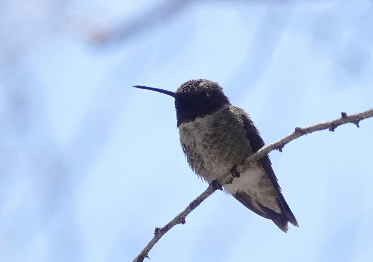 Black-chinned Hummingbird - ML618913631