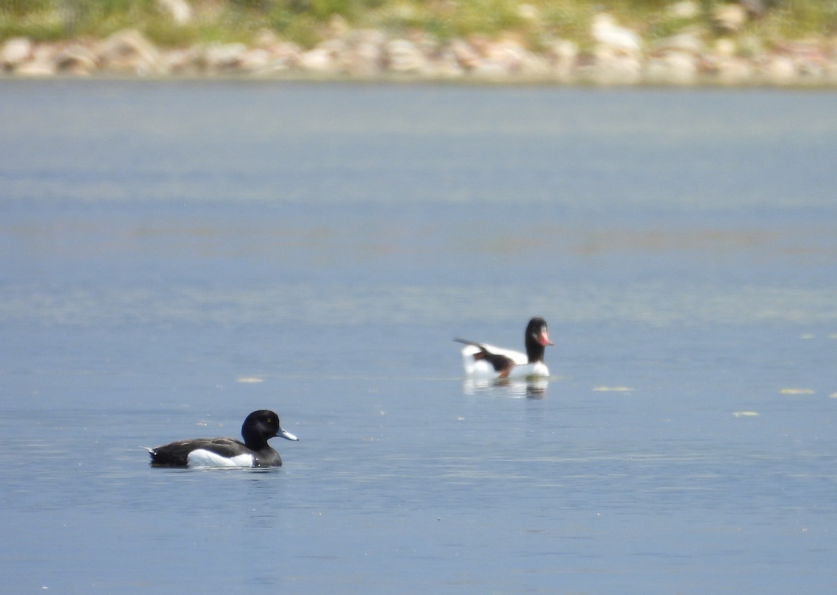 Tufted Duck - ML618913649