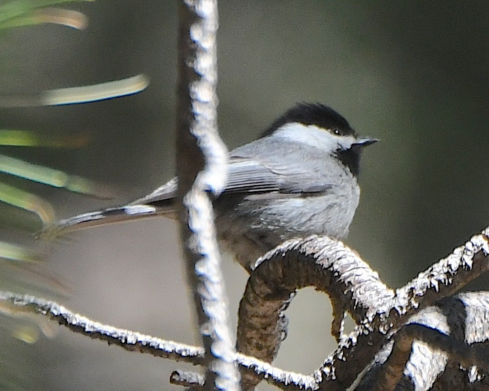 Mexican Chickadee - Ted Wolff