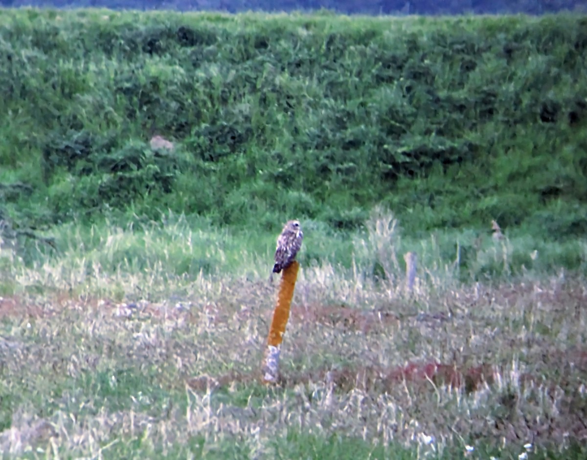 Short-eared Owl (Northern) - ML618913679