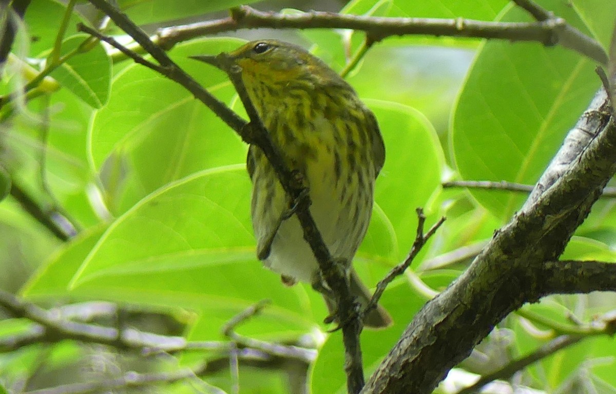 Cape May Warbler - ML618913697