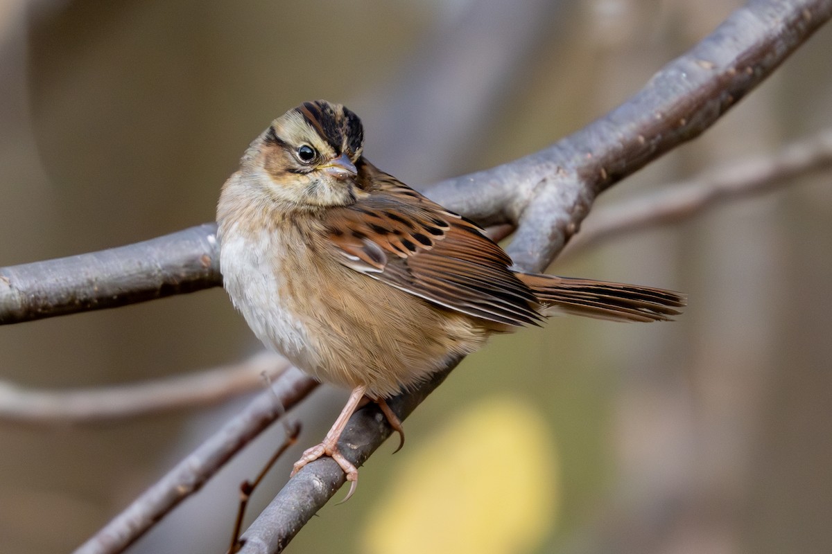 Swamp Sparrow - Nadine Bluemel