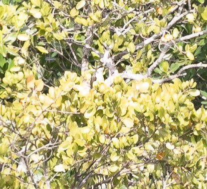 Mangrove Cuckoo - ML618913734