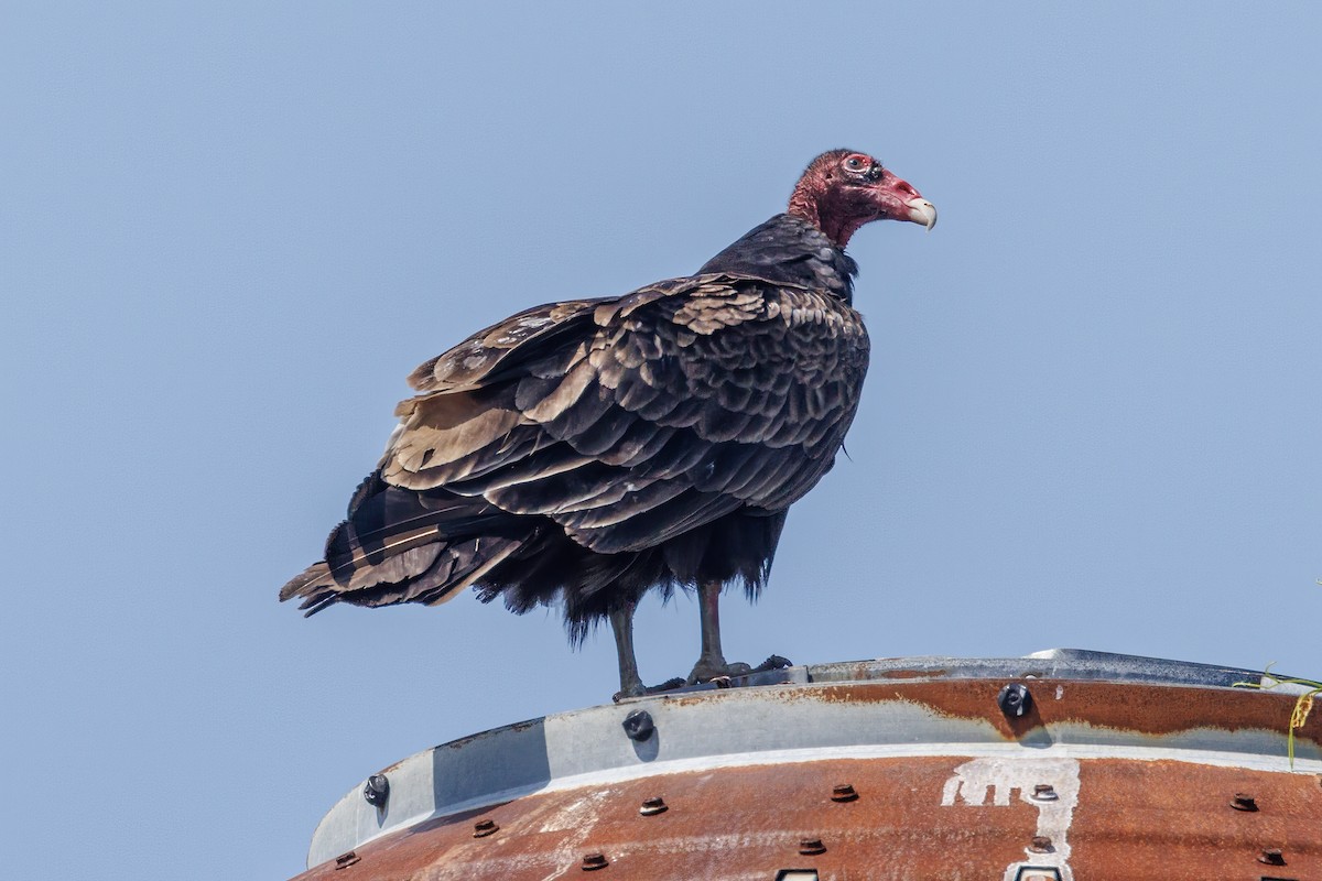 Turkey Vulture - ML618913746