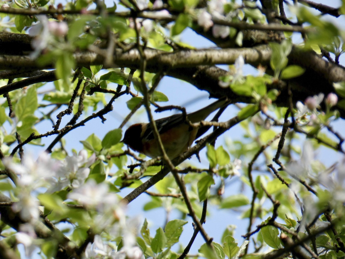 Bay-breasted Warbler - ML618913776