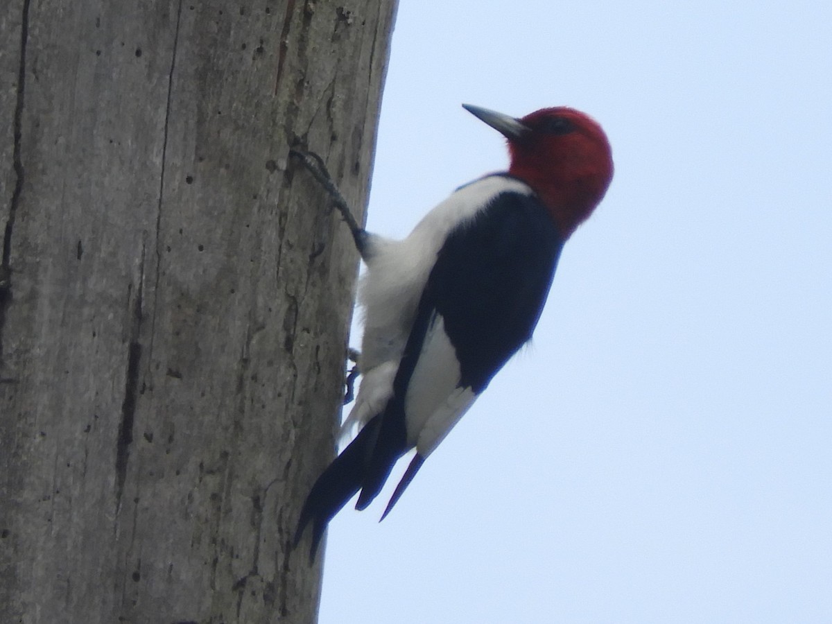 Red-headed Woodpecker - Ben Springer