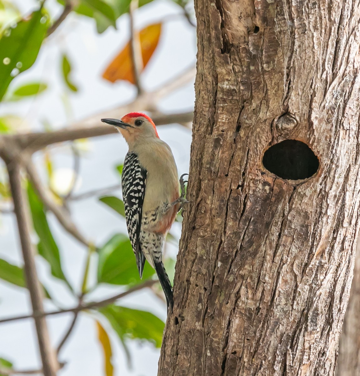 Red-bellied Woodpecker - Damon Haan