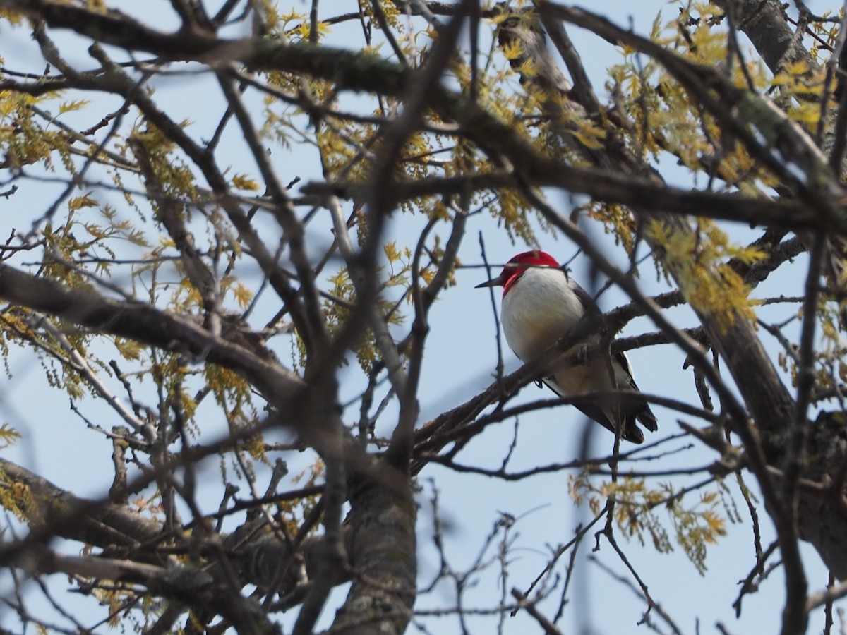 Red-headed Woodpecker - John Hiebert