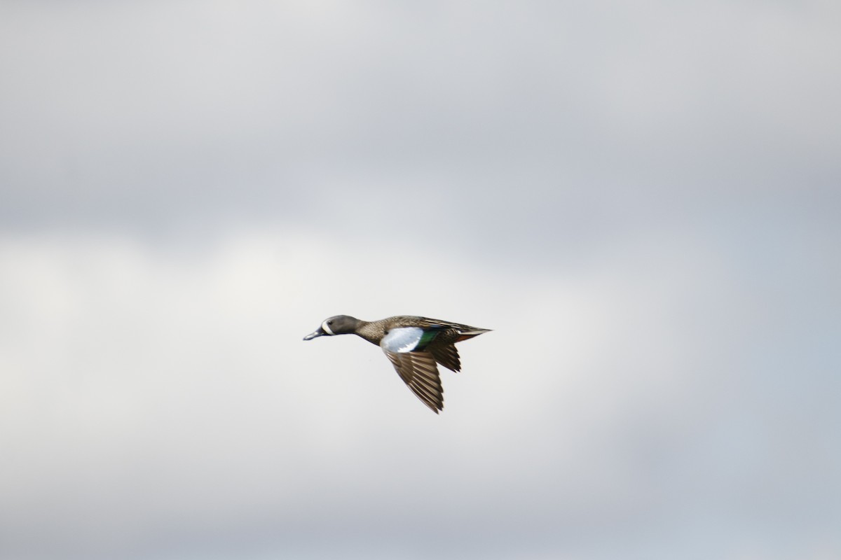Blue-winged Teal - ML618913823
