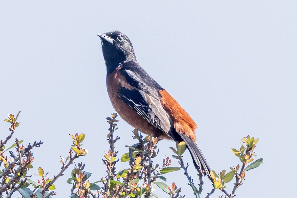 Orchard Oriole - ML618913831