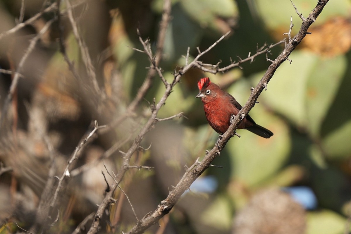 Red-crested Finch - ML618913864