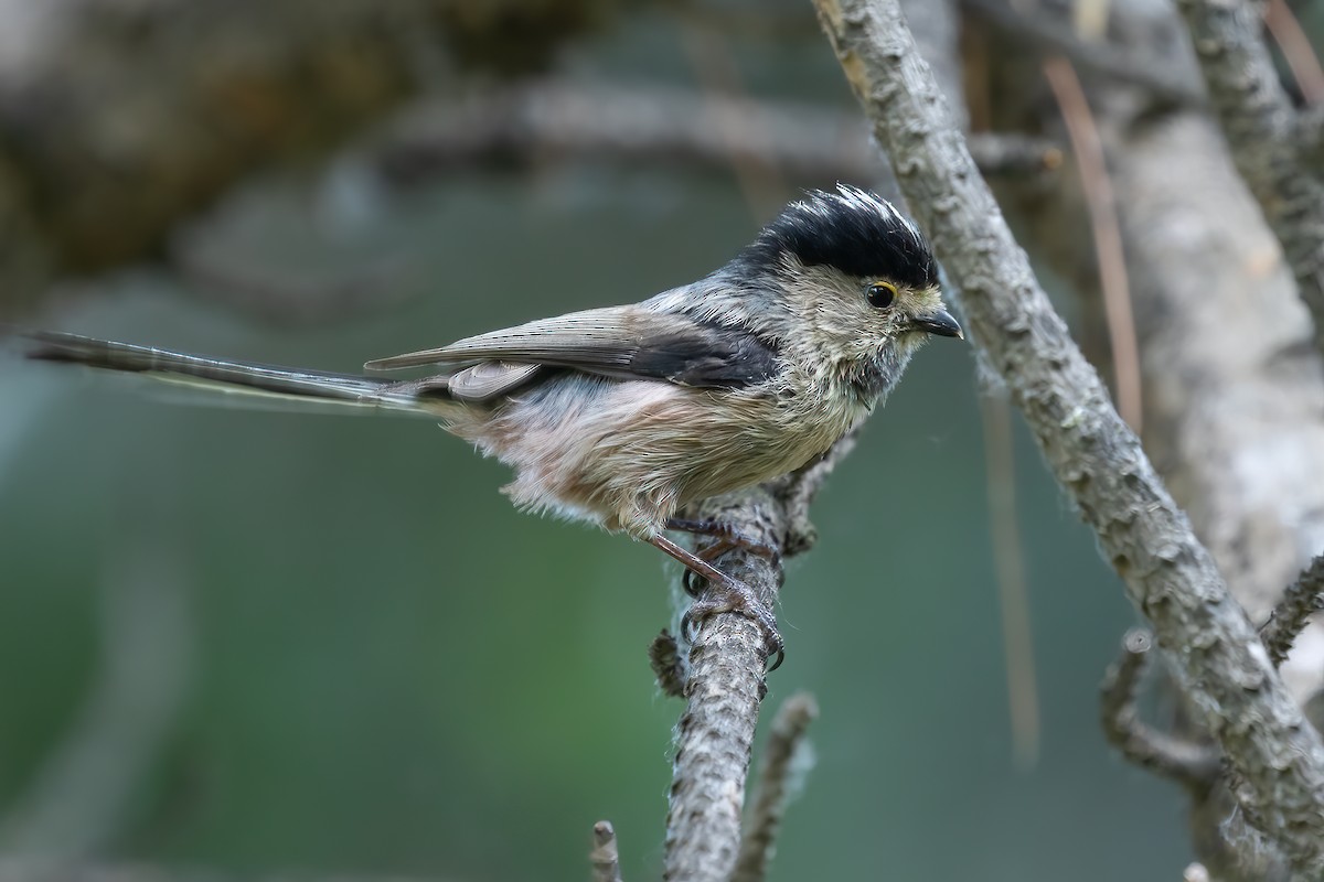Silver-throated Tit - ML618913891