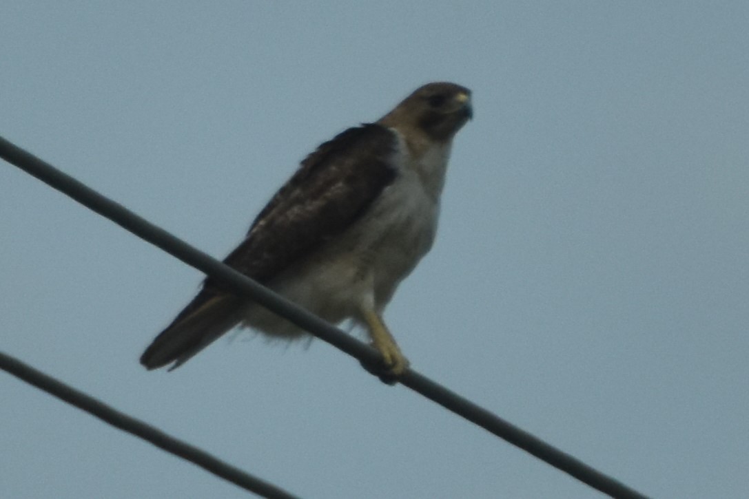 Red-tailed Hawk - ML618913933