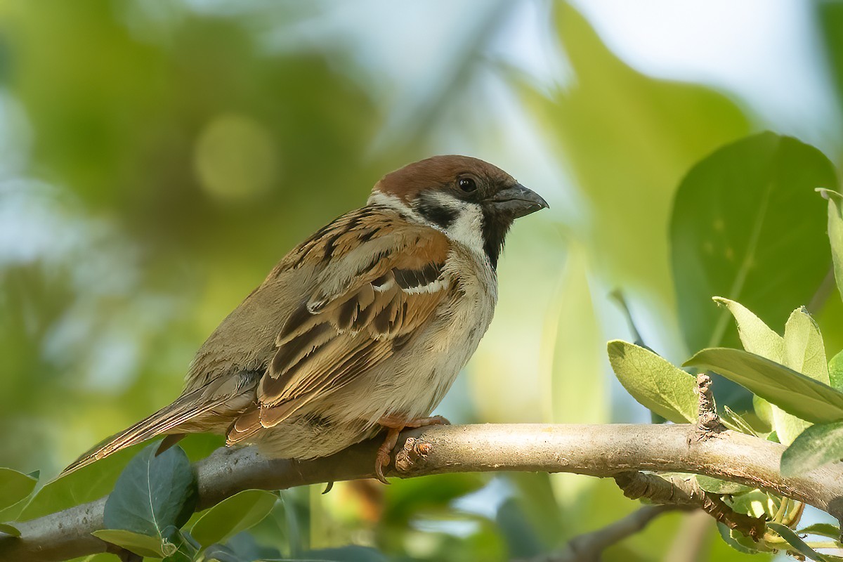 Eurasian Tree Sparrow - ML618913947