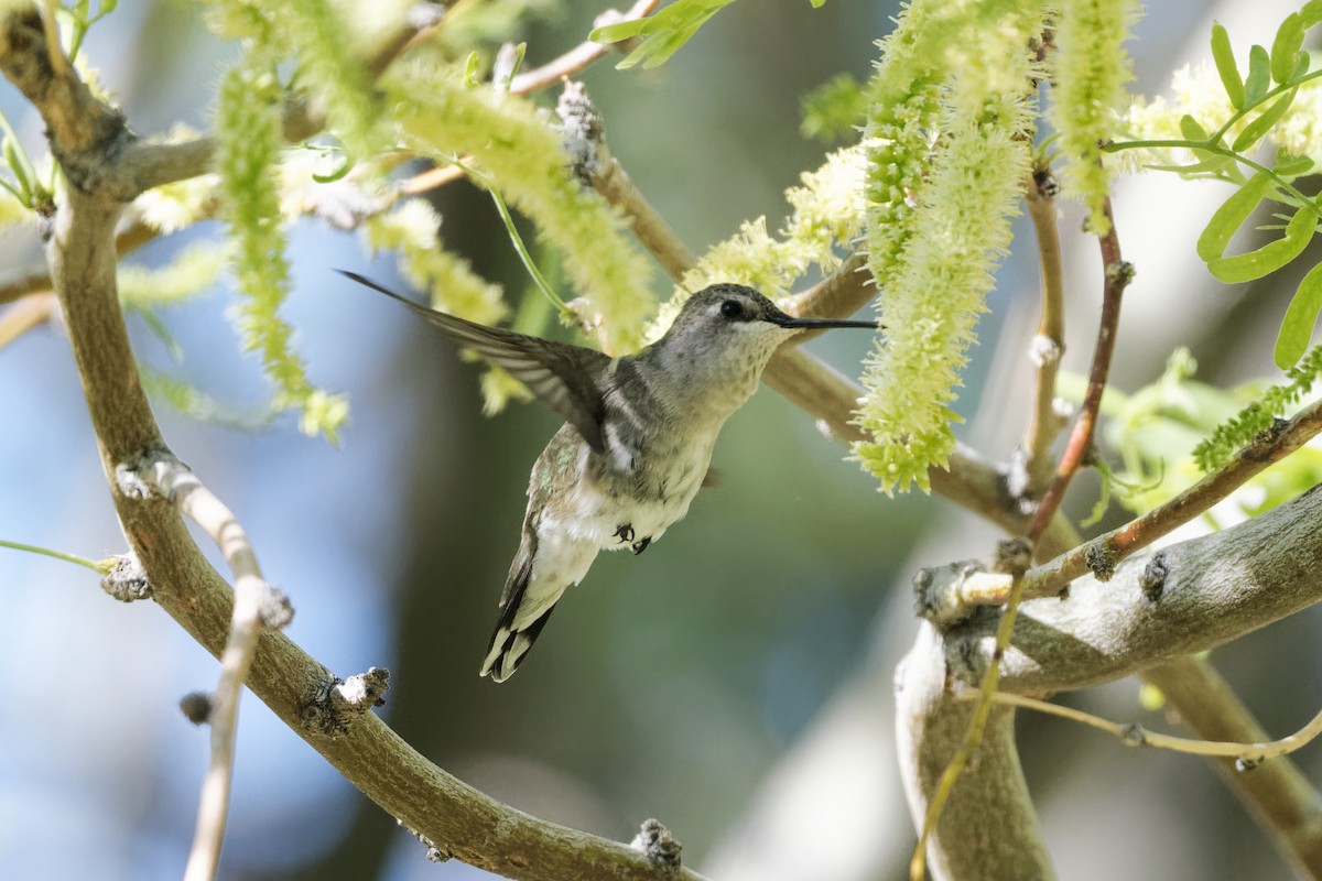 Black-chinned Hummingbird - ML618913968