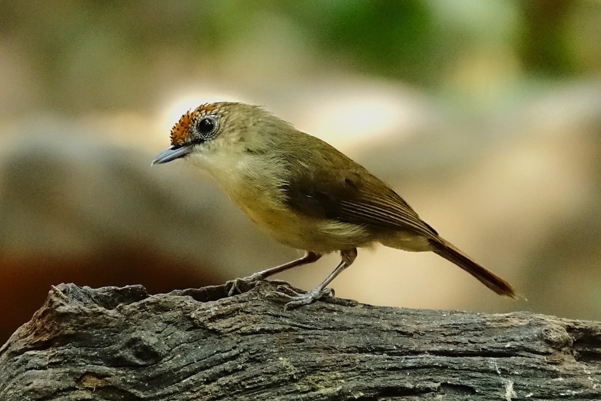 Scaly-crowned Babbler - John Clark