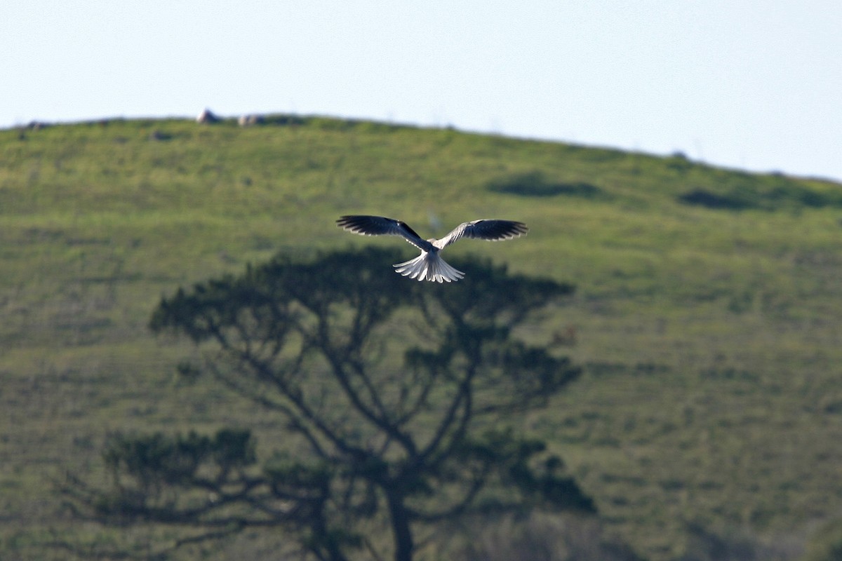 White-tailed Kite - ML618914045