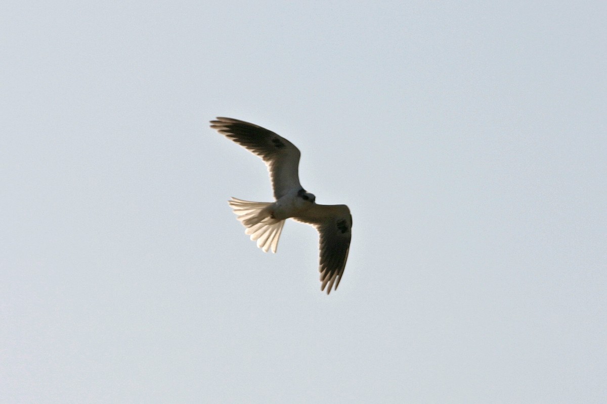 White-tailed Kite - ML618914053