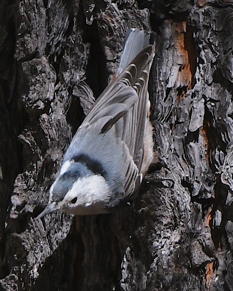 White-breasted Nuthatch (Interior West) - Ted Wolff