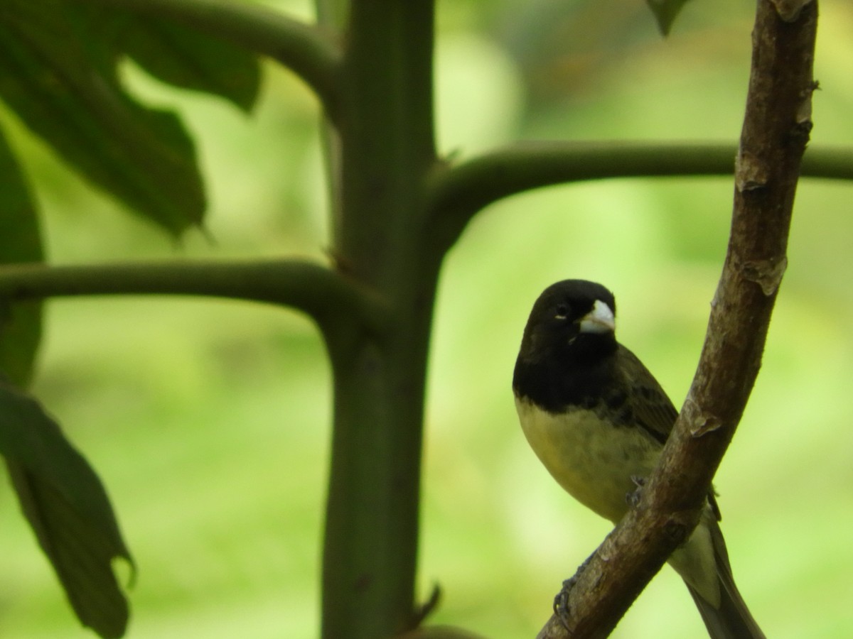 Yellow-bellied Seedeater - Maria Vega Torres
