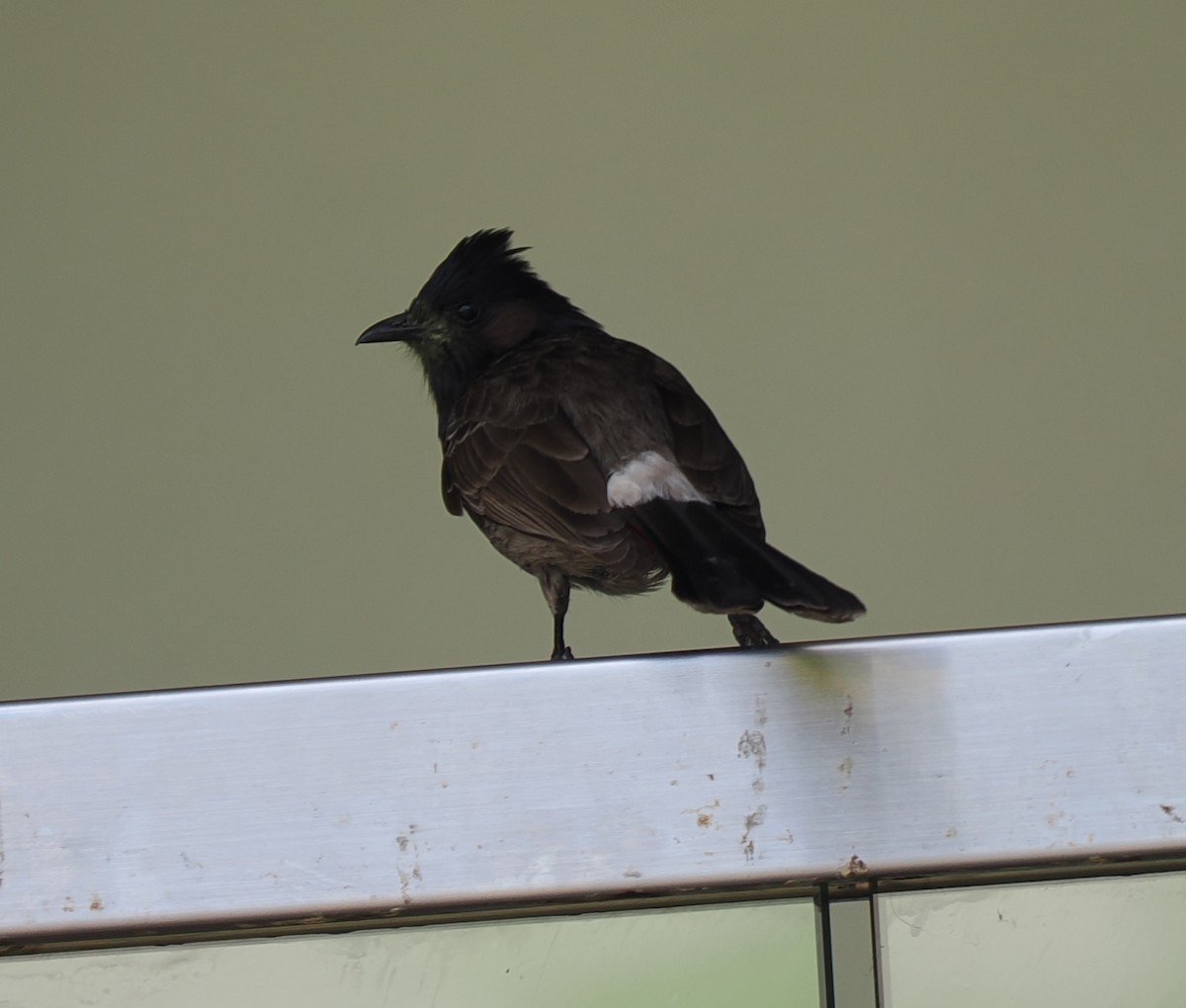 Red-vented Bulbul - ML618914263