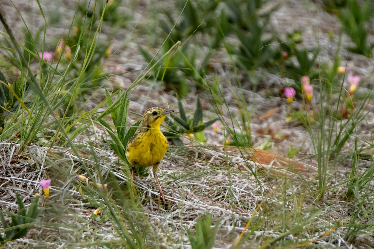 Yellow-breasted Pipit - ML618914278
