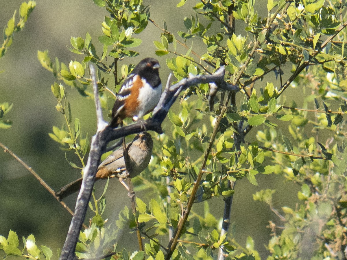 Spotted Towhee - Carol Collins