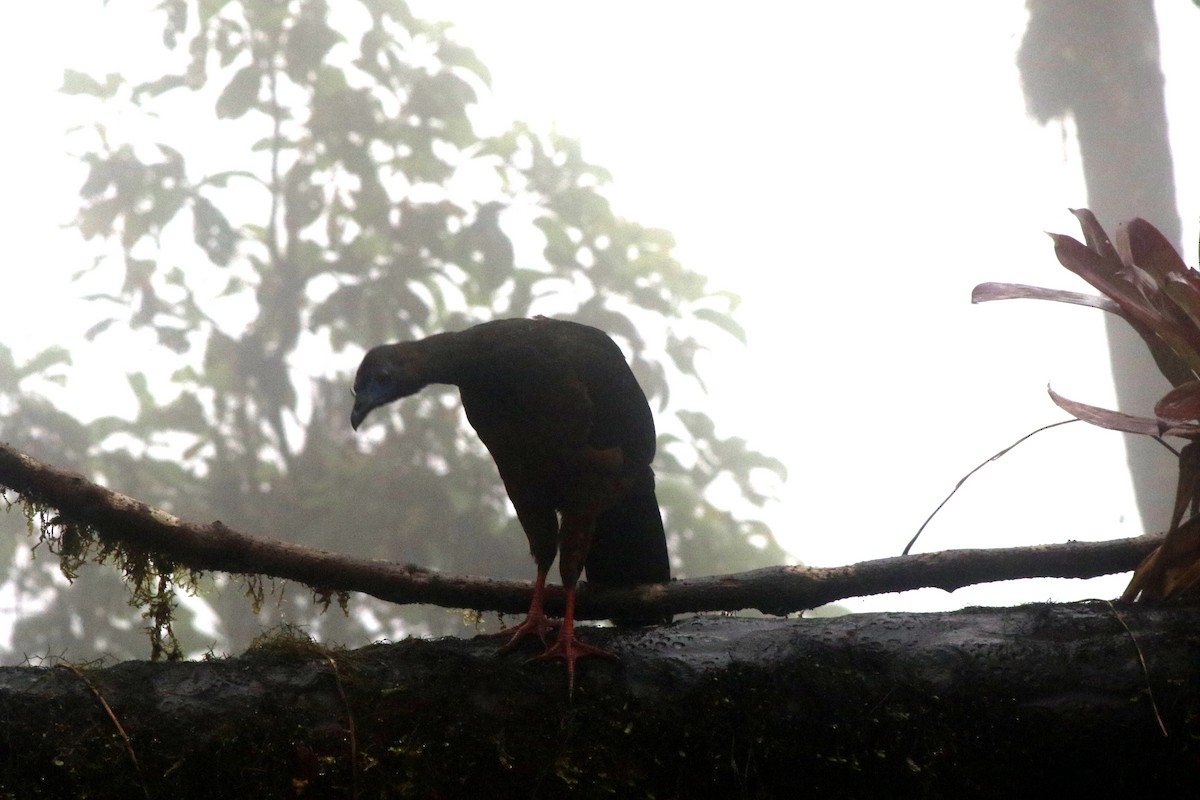 Sickle-winged Guan - ML618914286