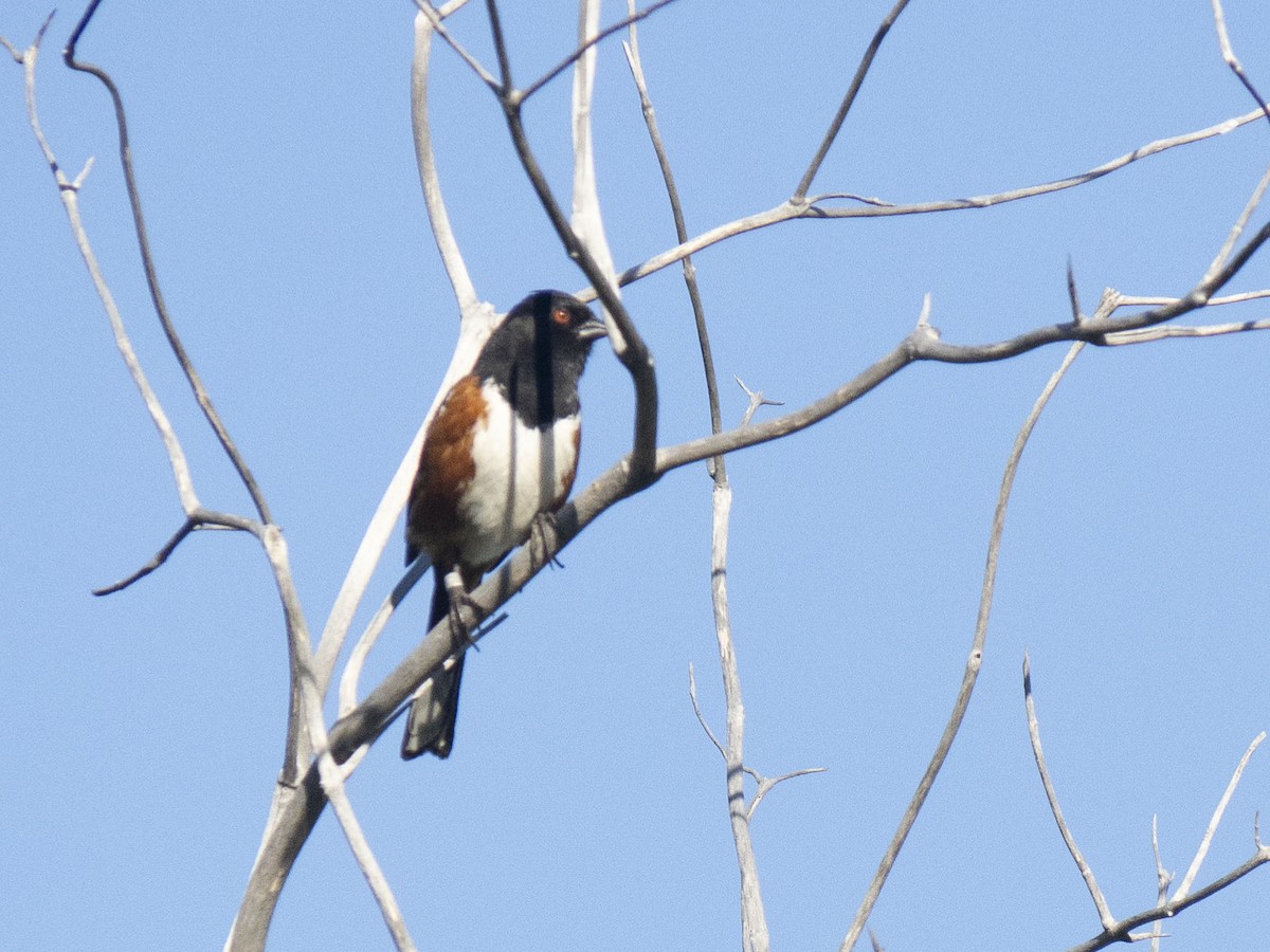 Spotted Towhee - ML618914317