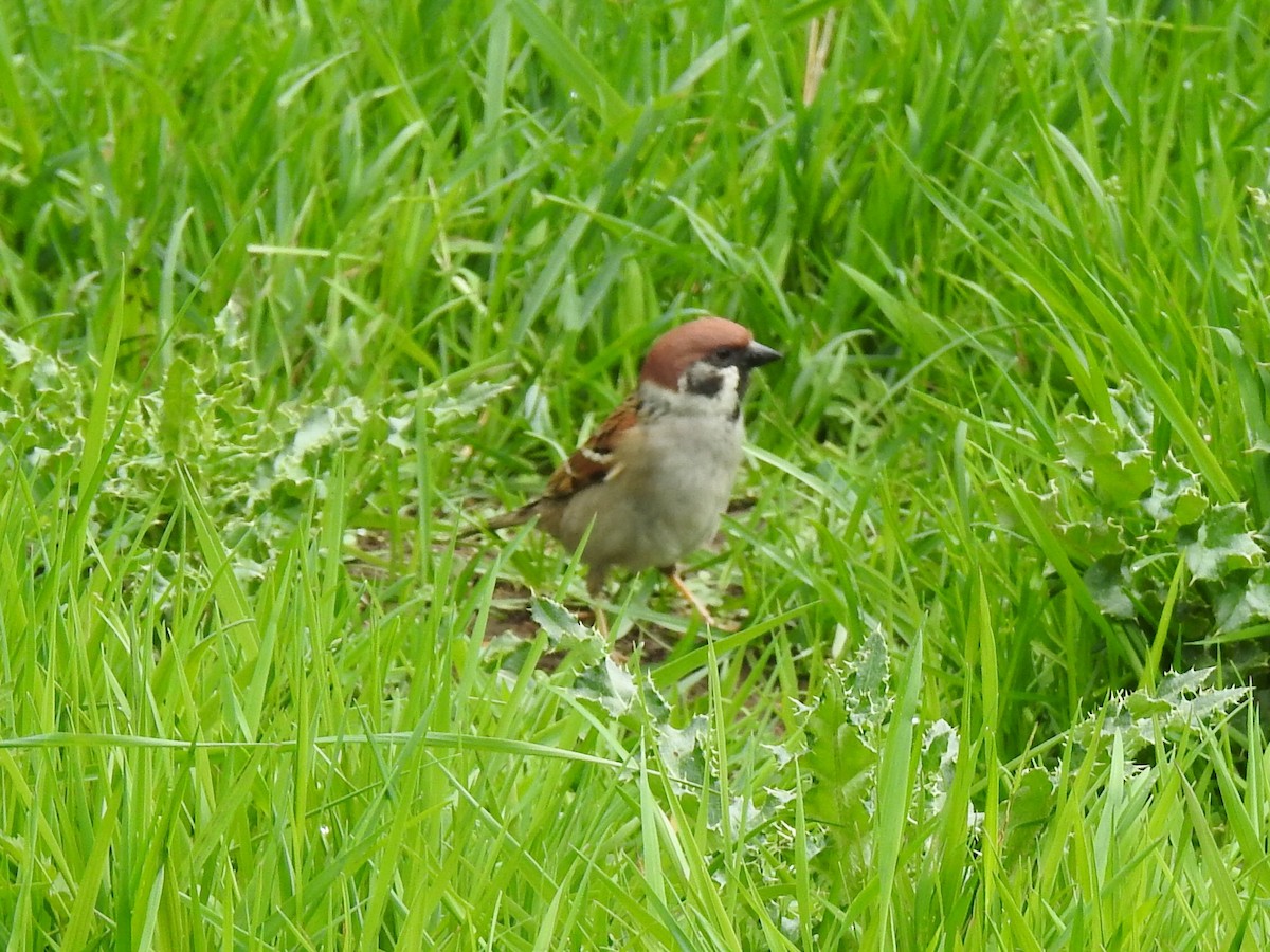 Eurasian Tree Sparrow - ML618914321