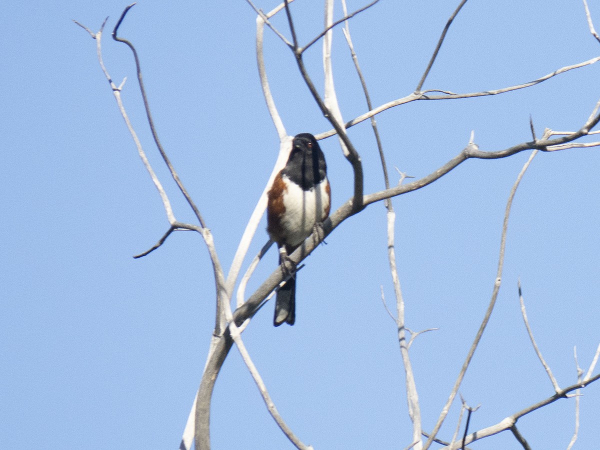 Spotted Towhee - ML618914343