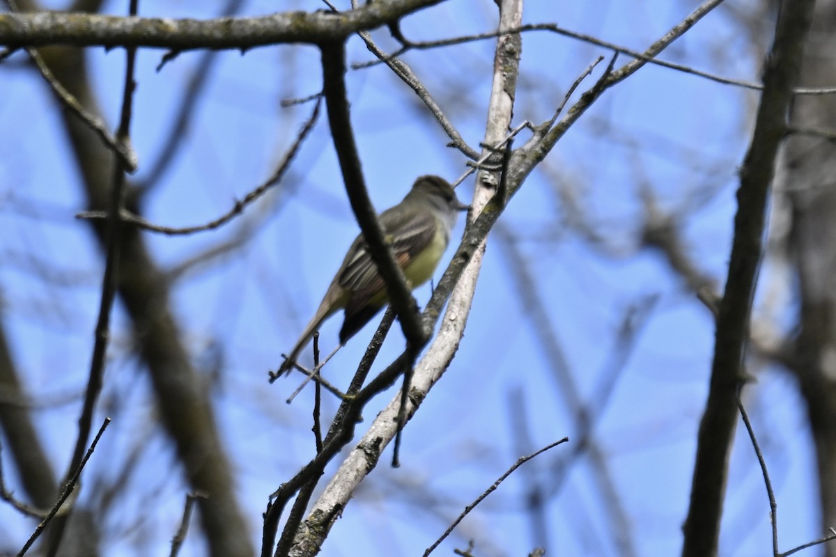 Great Crested Flycatcher - ML618914386