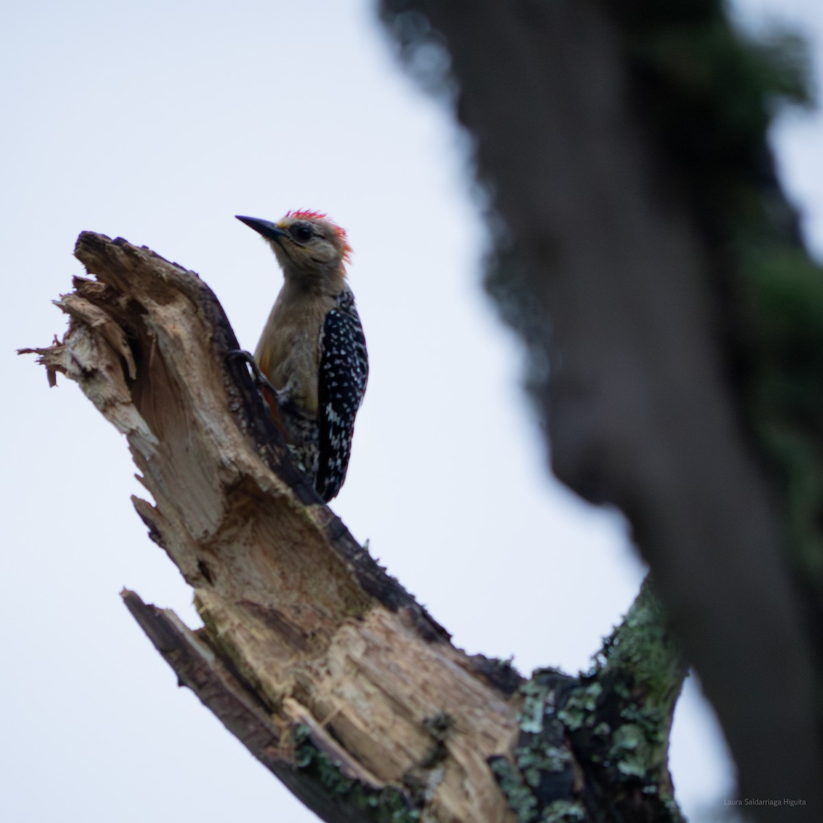 Red-crowned Woodpecker - ML618914390