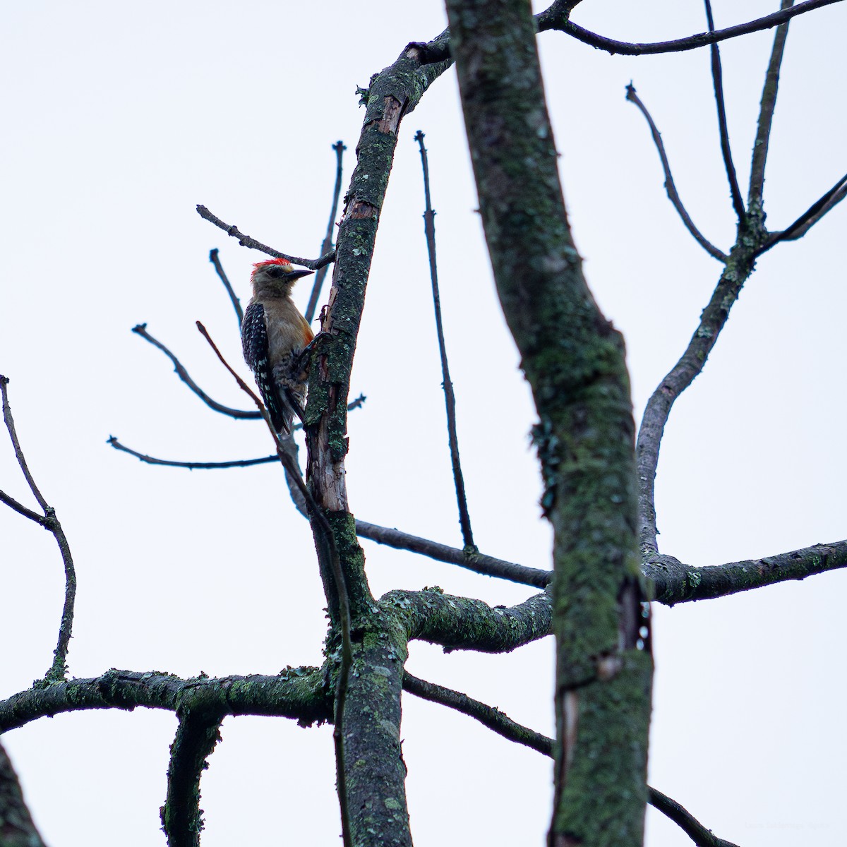Red-crowned Woodpecker - La Juanita Casa Hotel Ecológico