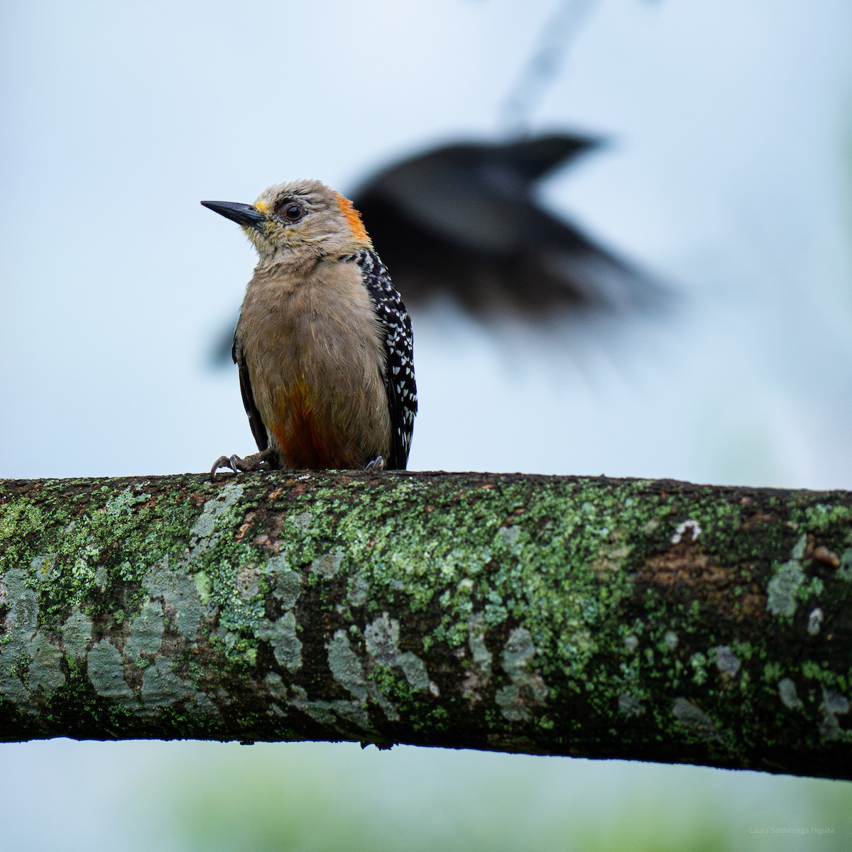 Red-crowned Woodpecker - ML618914392
