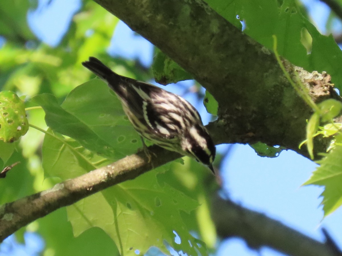 Black-and-white Warbler - ML618914401