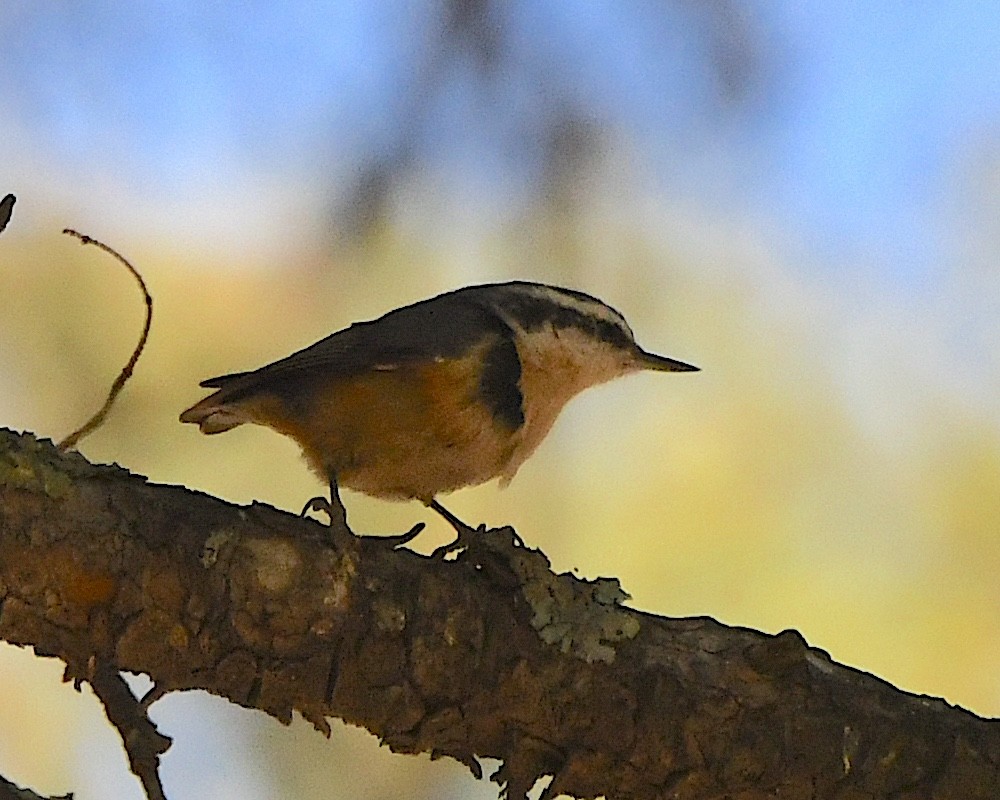 Red-breasted Nuthatch - Ted Wolff