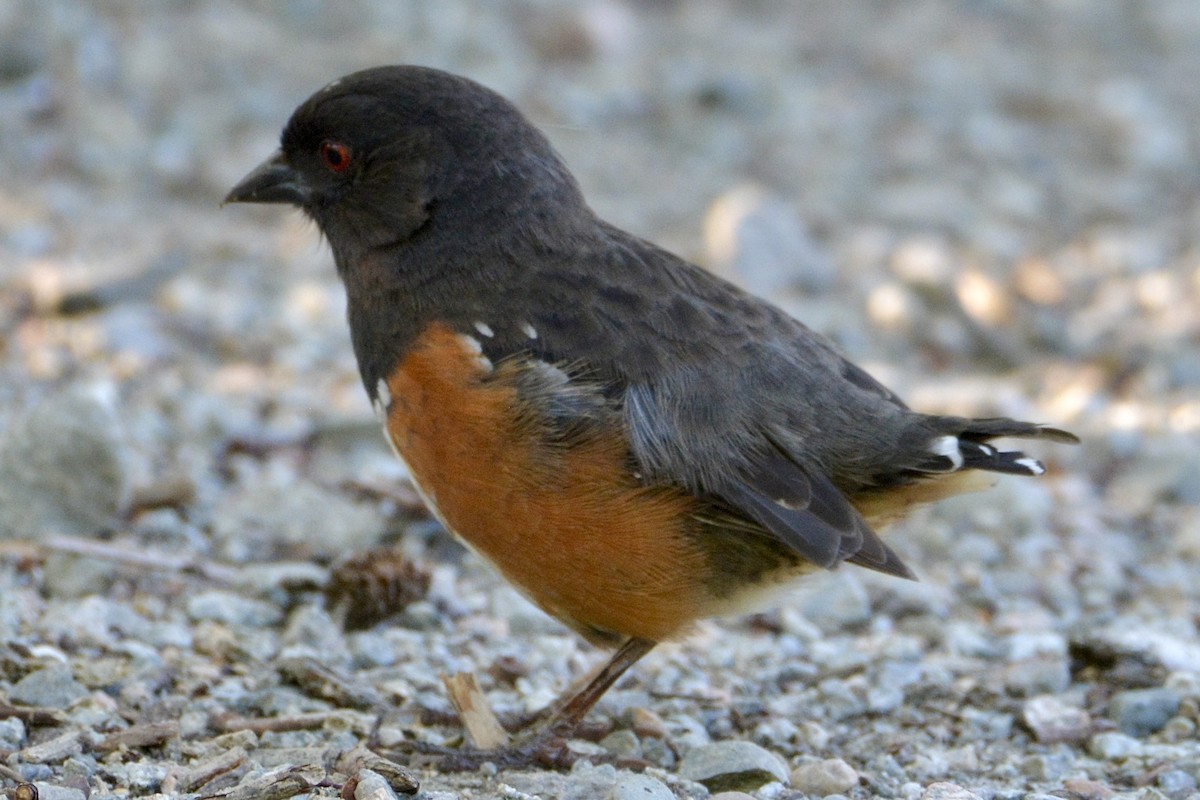 Spotted Towhee - ML618914447