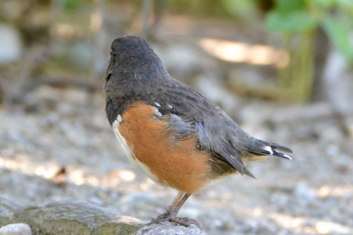 Spotted Towhee - ML618914449