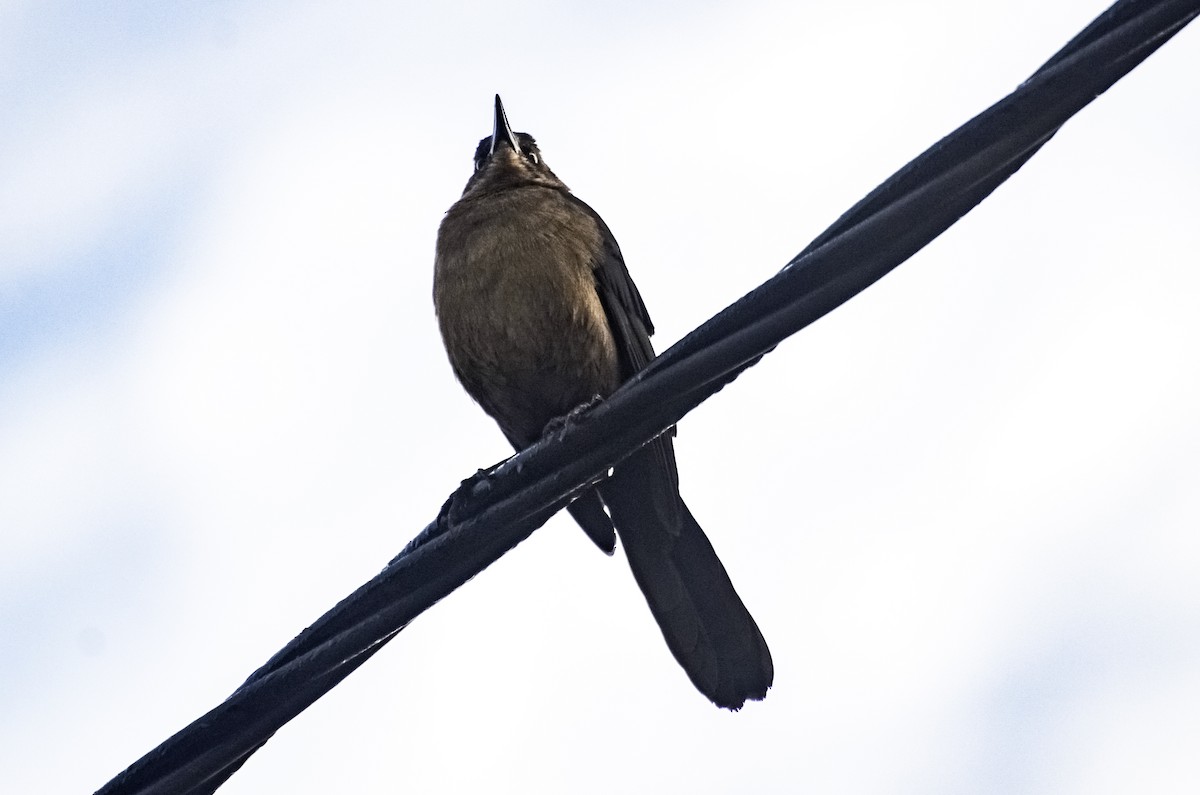 Great-tailed Grackle - ML618914467